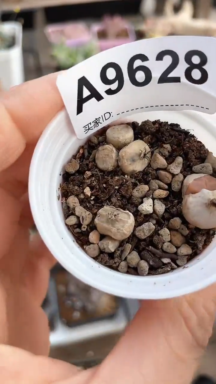 【闪购商品】9628直播一物一拍