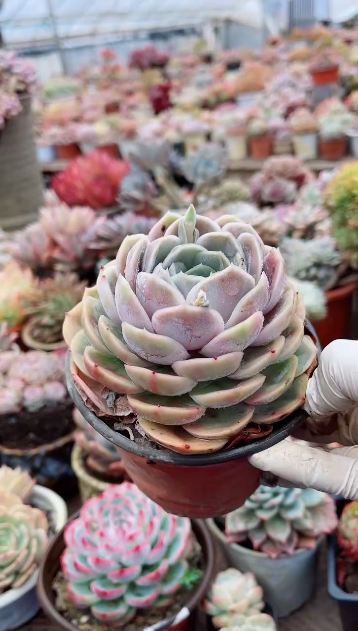 【闪购商品】07249