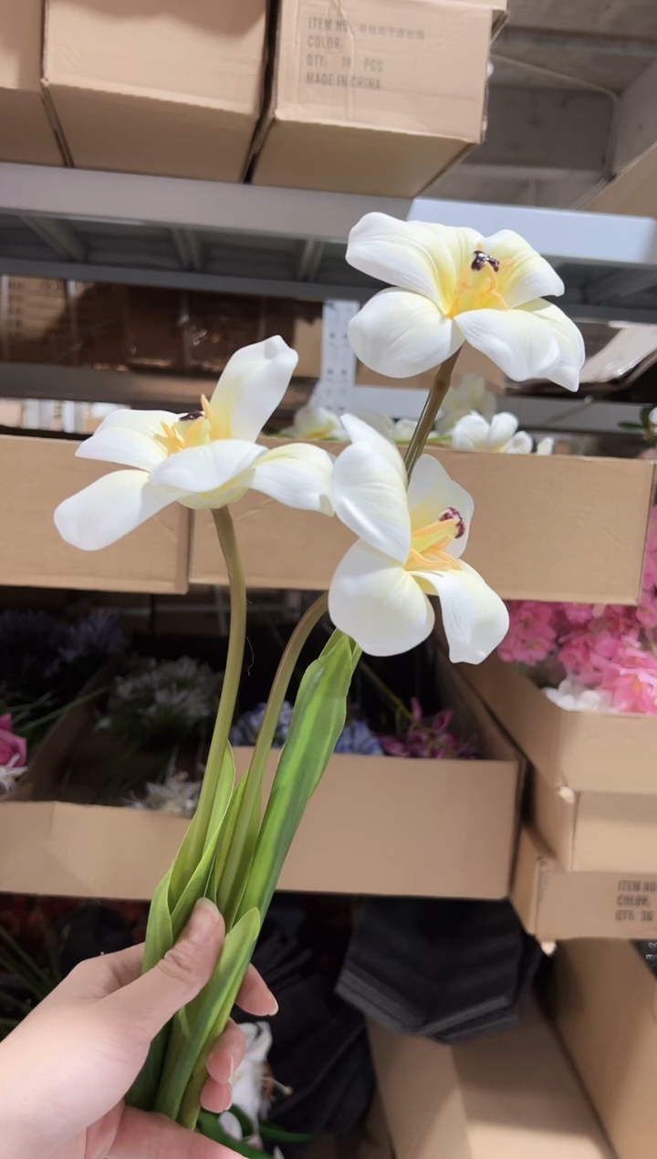 3枝白色布朗尼郁金香