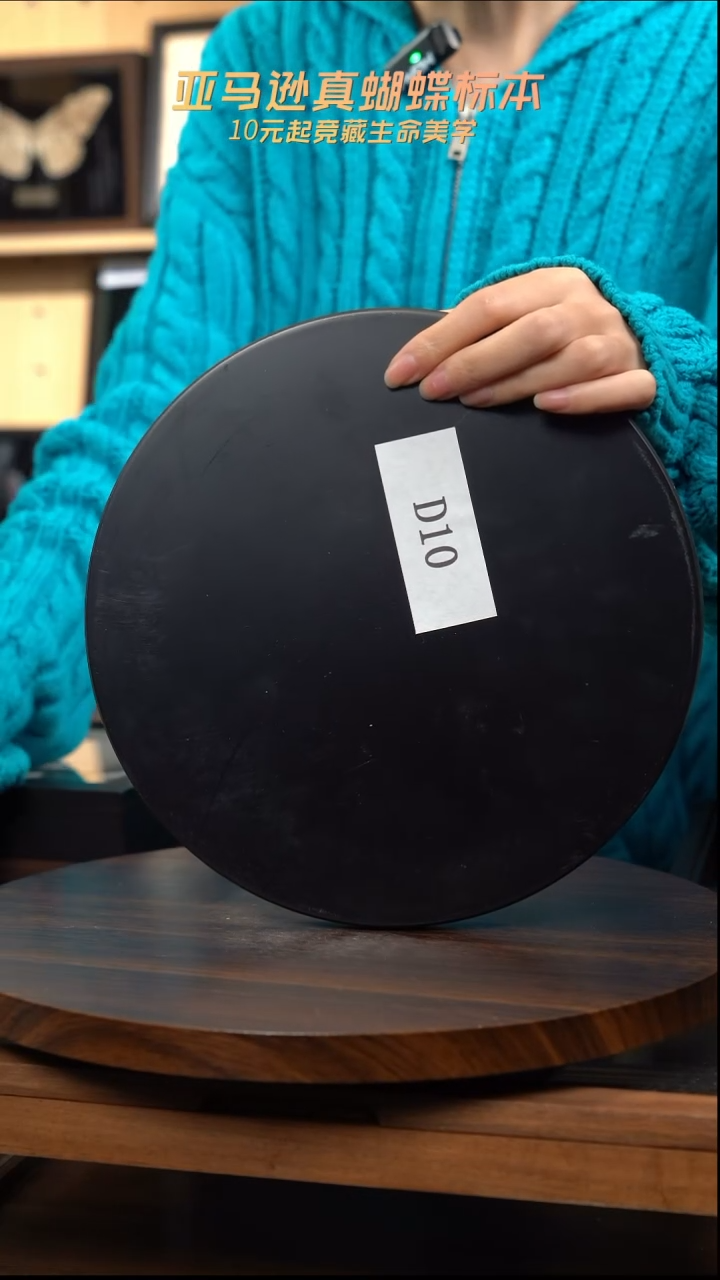 涛大号动物标本摆件d10