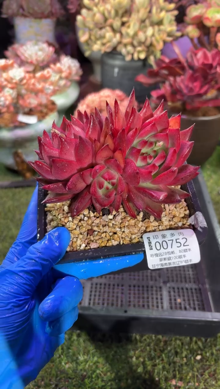 【闪购商品】00752