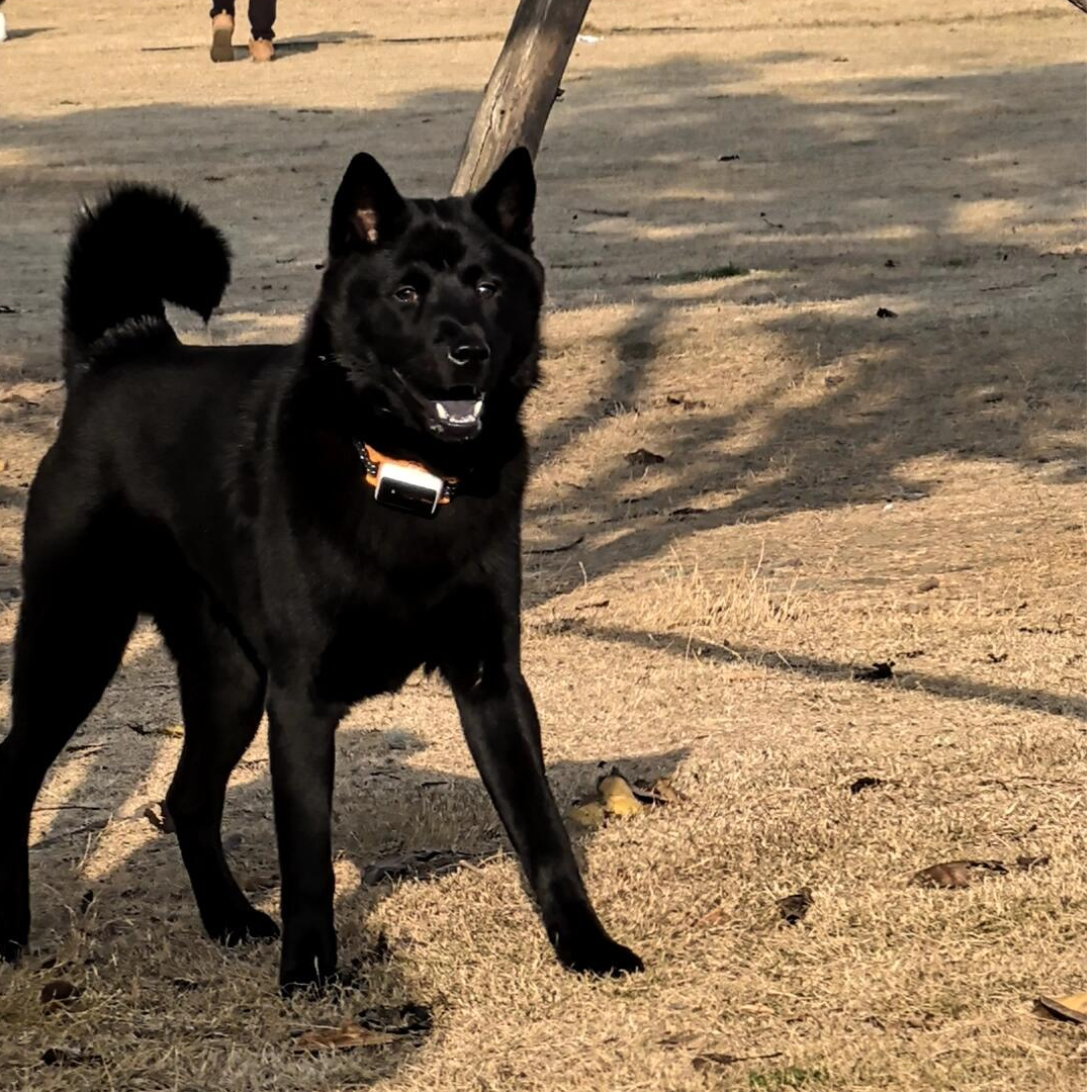 中华田园犬五黑犬小狗护卫犬
