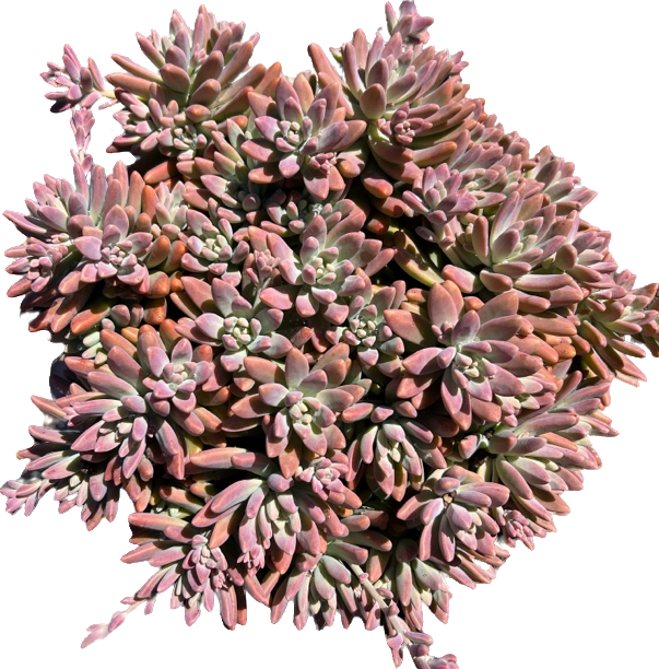 秋丽多肉植物地栽群生阳台盆栽绿植好养越晒越红[20公分多肉盆栽