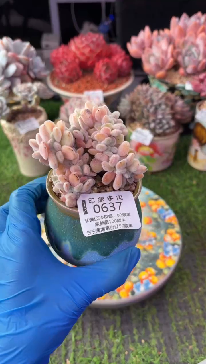 昆明印象多肉0637