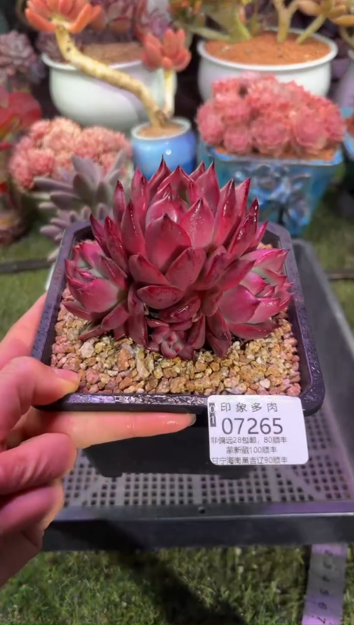 【闪购商品】07265