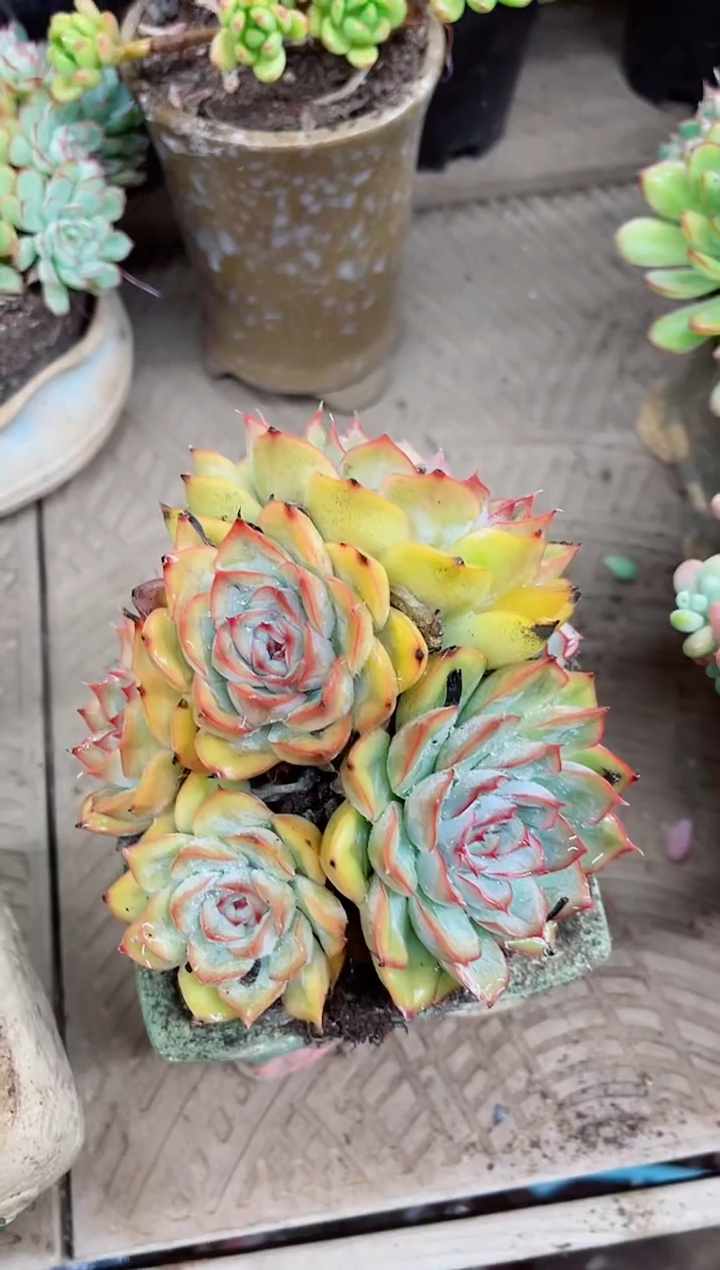 化**海22022多肉植物一物一拍