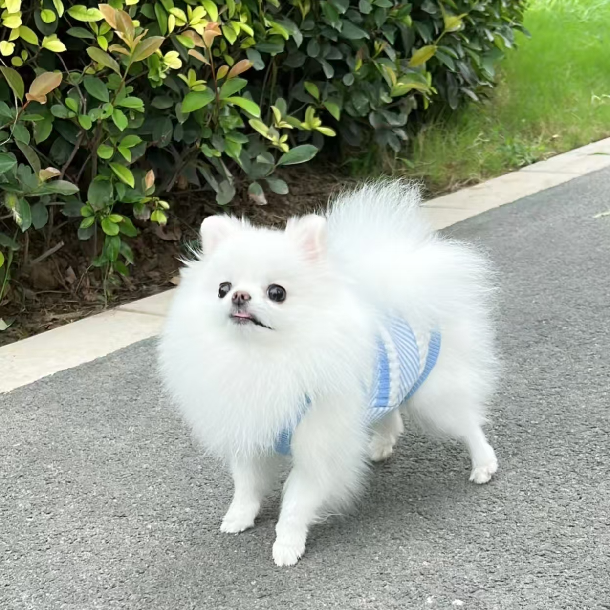 小型犬博美宠物 衣服 CC