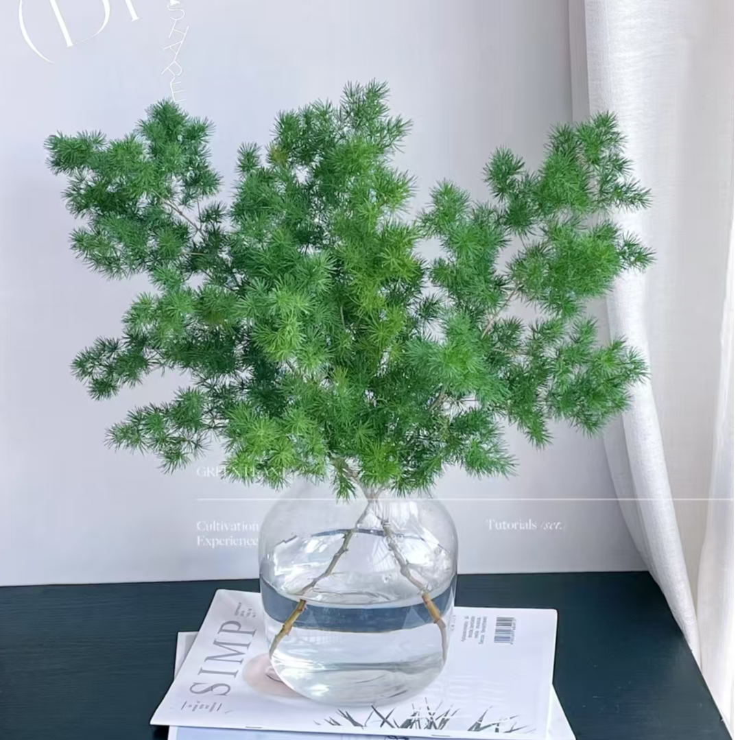 A级稀有小众蓬莱松1扎  鲜切花