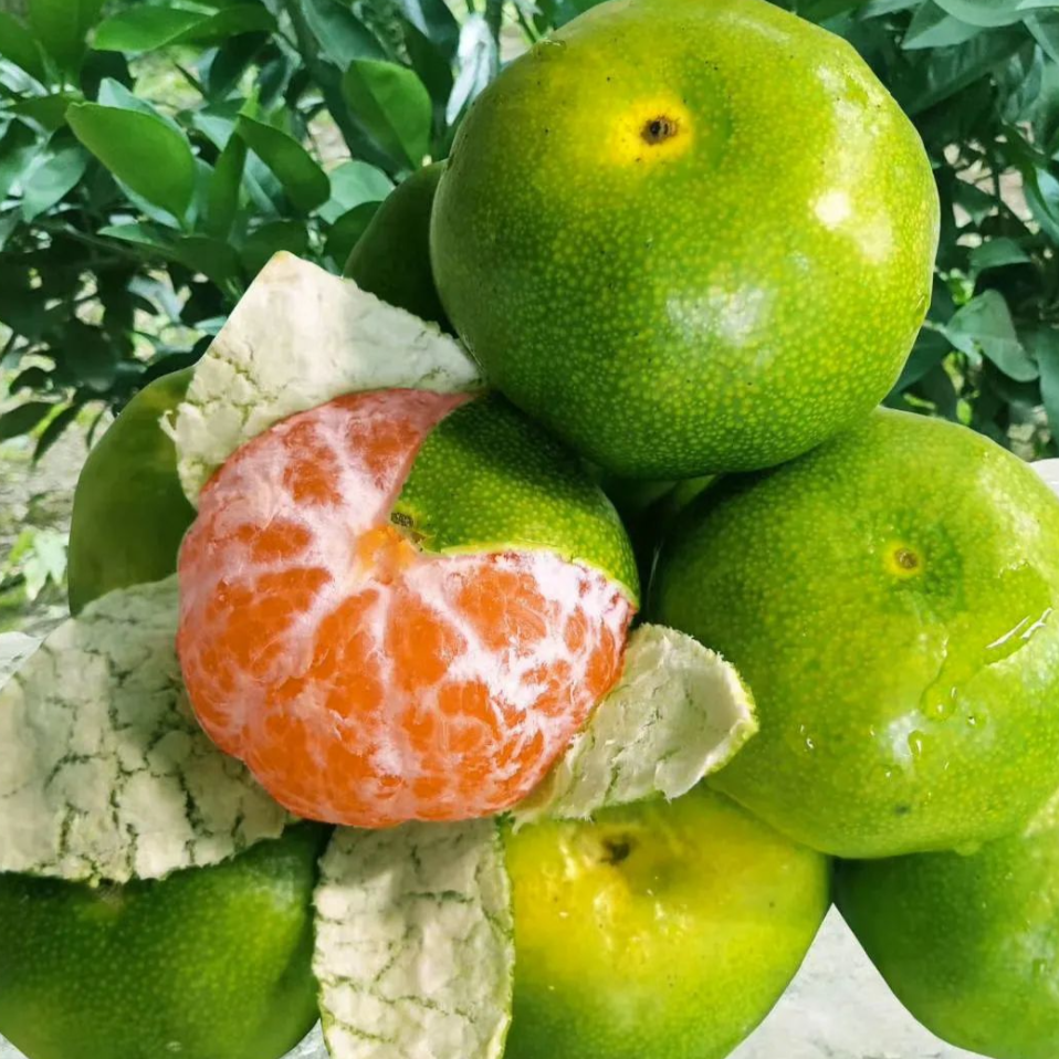 【陈灵岳甄选】“云端涌蜜”福建高山蜜橘礼盒装一箱 净重约3斤