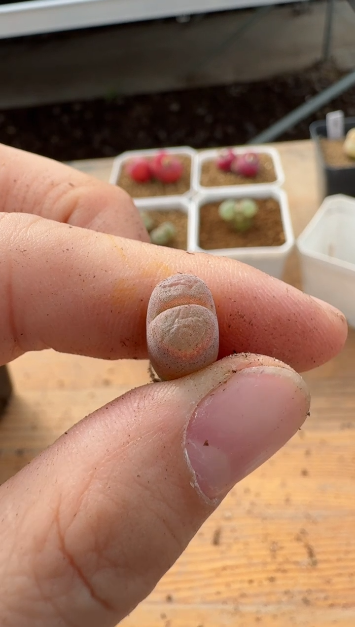 【闪购商品】17-75