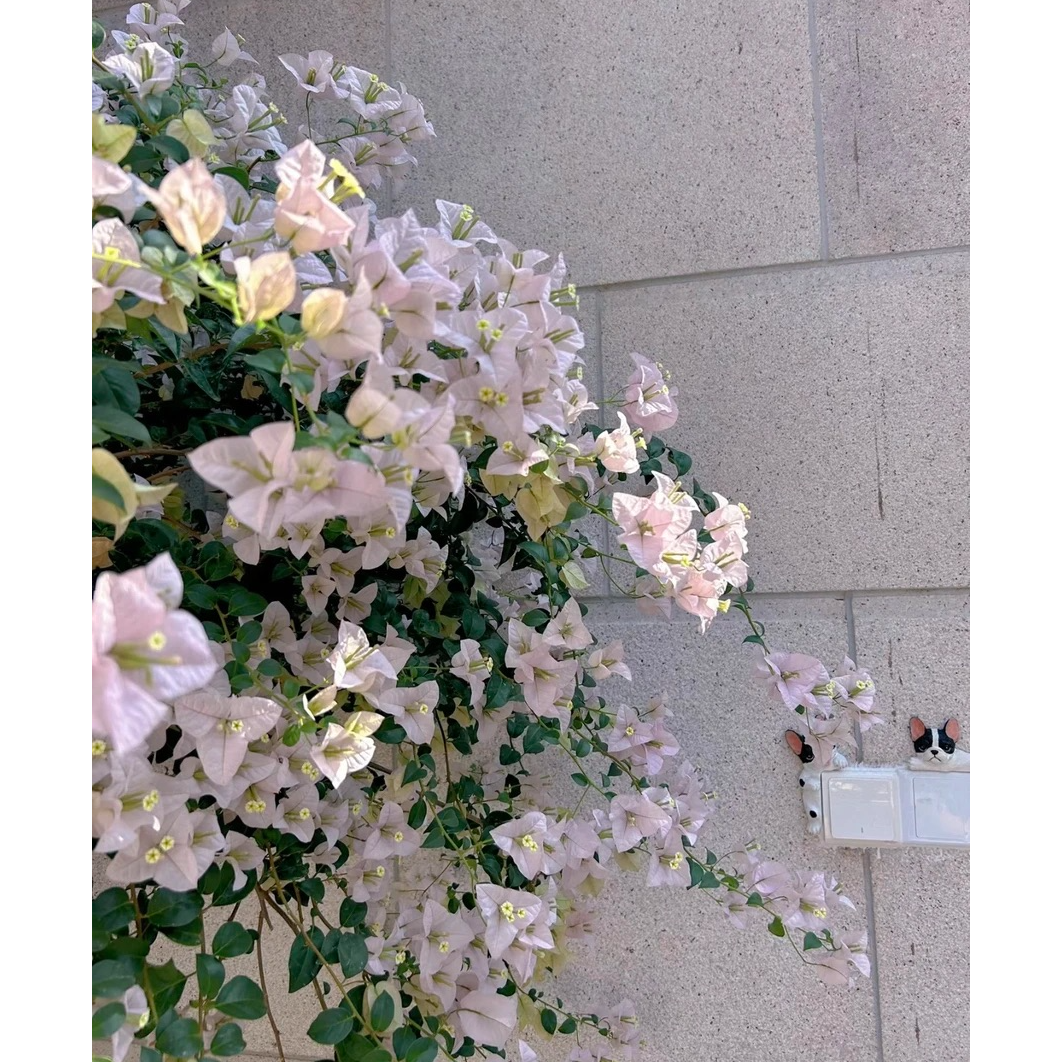 【苹果花】三角梅阳台庭院爬藤盆栽勤花四季开花基地直发