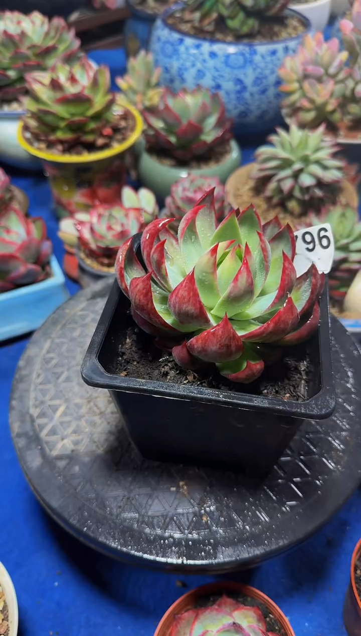 B796惊鸿仙子-----（裸根发货）