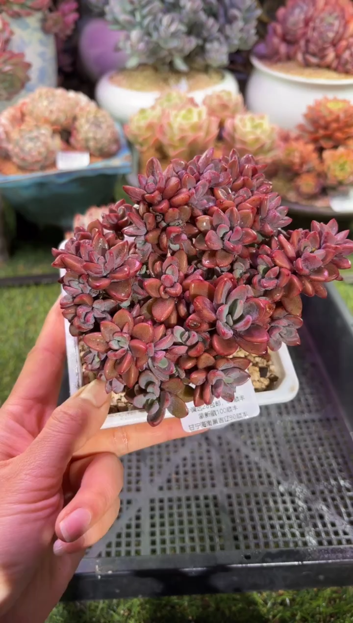 【闪购商品】00717