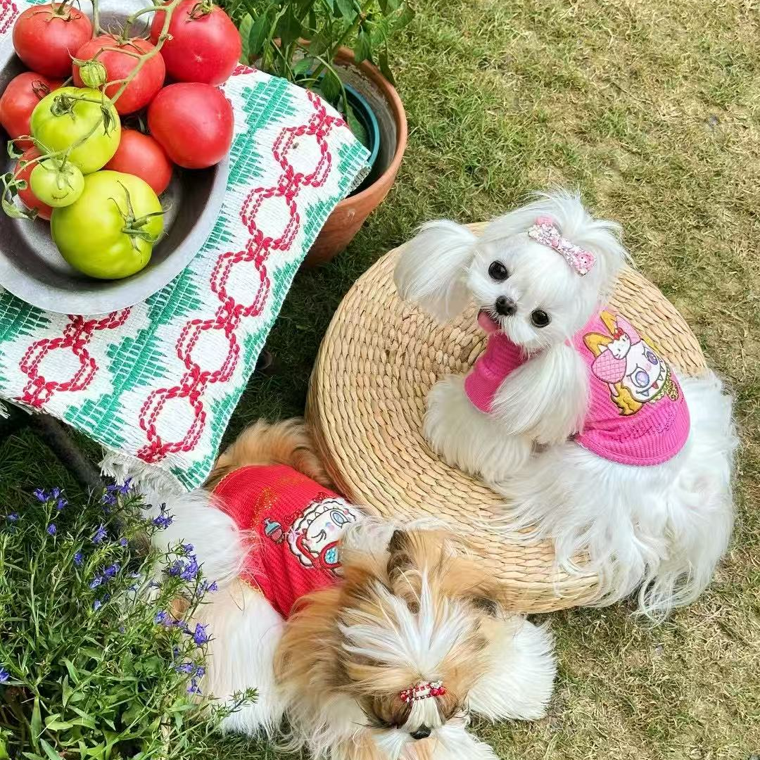 月影秋季韩国弹力华夫格宠物T泰迪马尔济斯西施比熊小型犬猫衣服