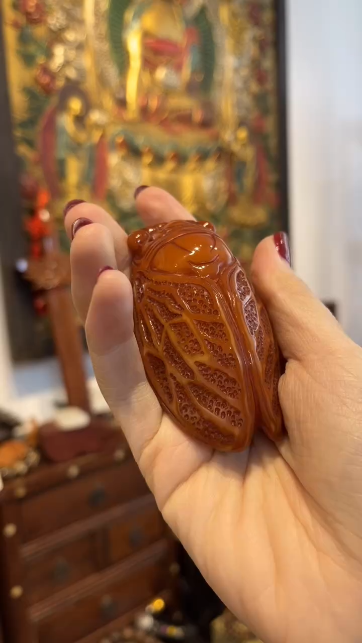 陶开开开-----蝉