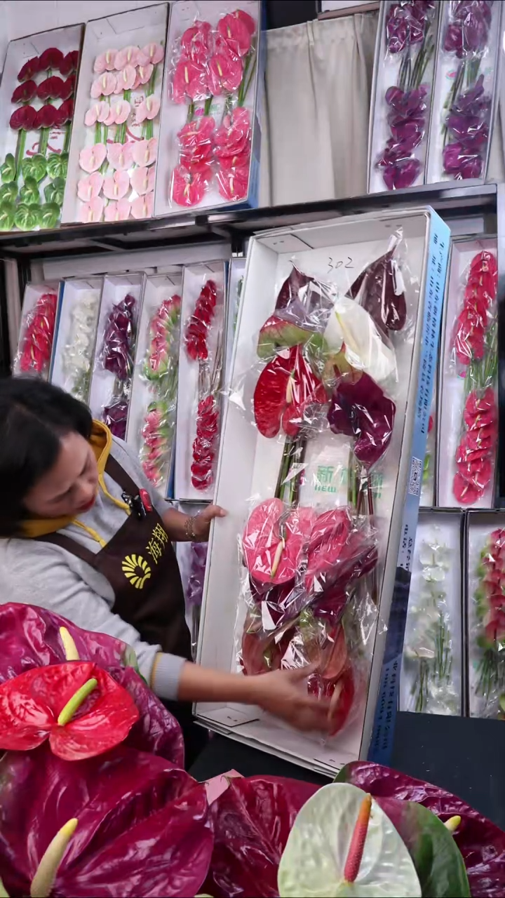 完全开放305混色15枝(横冠幅12-15cm以上)福利微瑕无售后