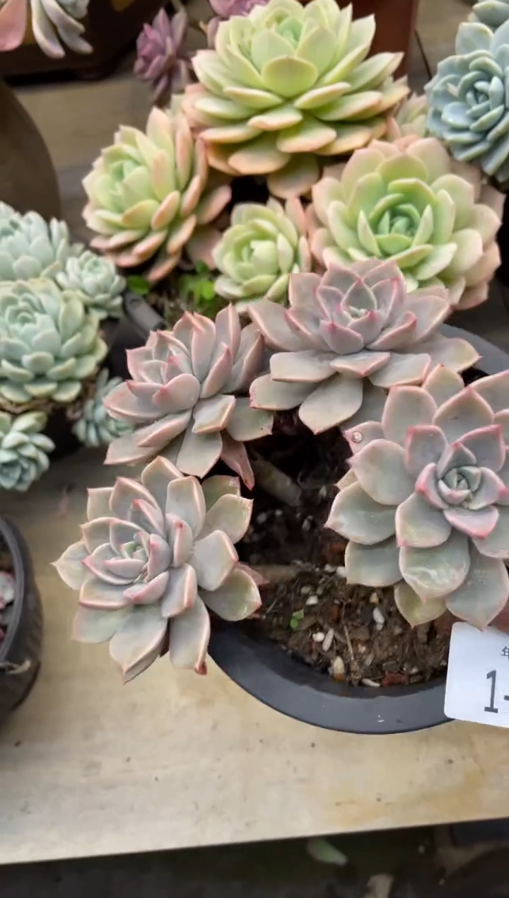 【闪购商品】1-298红粉