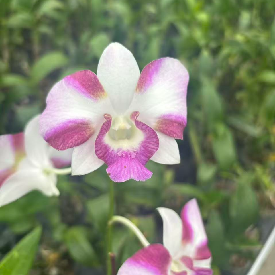 斛森林夏日小龙王 石斛兰  2杯（不保叶损  不保花剑 介意慎拍）