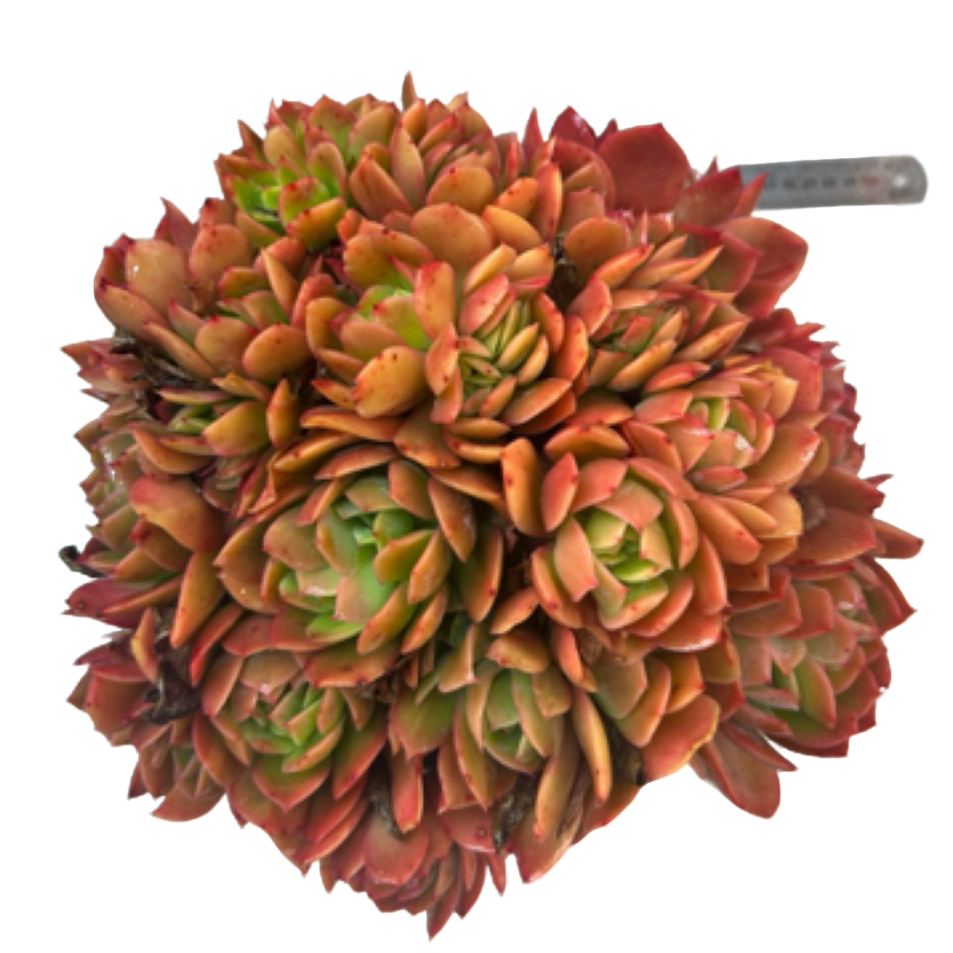 眼镜多肉（绮罗缀）整装老桩飘枝盆栽盆景多肉