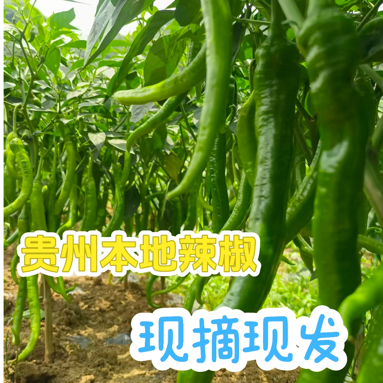 贵州25年新辣椒农家本地新鲜辣椒现摘现发贵州老品种8号椒青辣椒