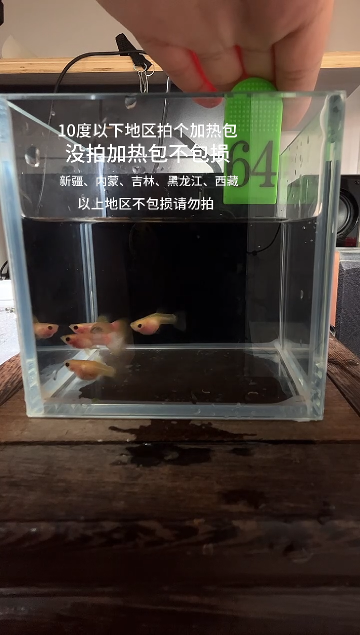 孔雀鱼幻彩玻璃猫短体编号64