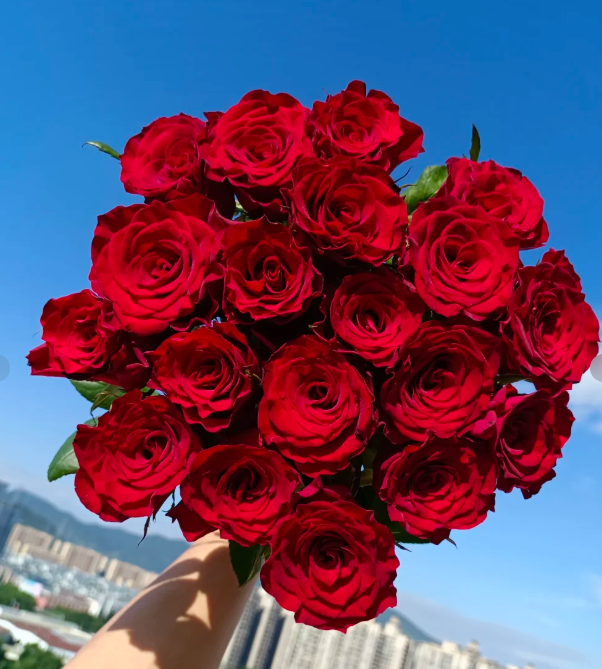 【AB级】高原红玫瑰 昆明斗南基地直发批发可发全国花店