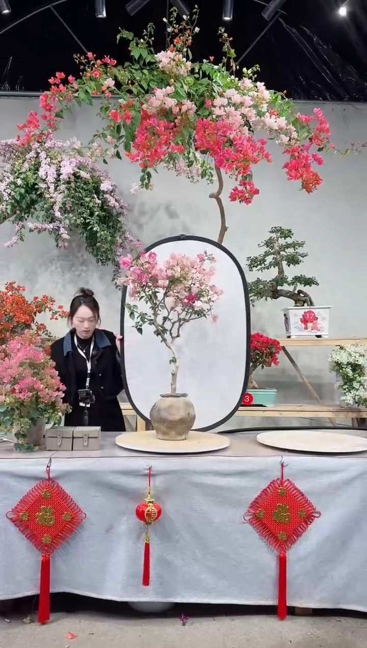 【闪购商品】盆景皇后