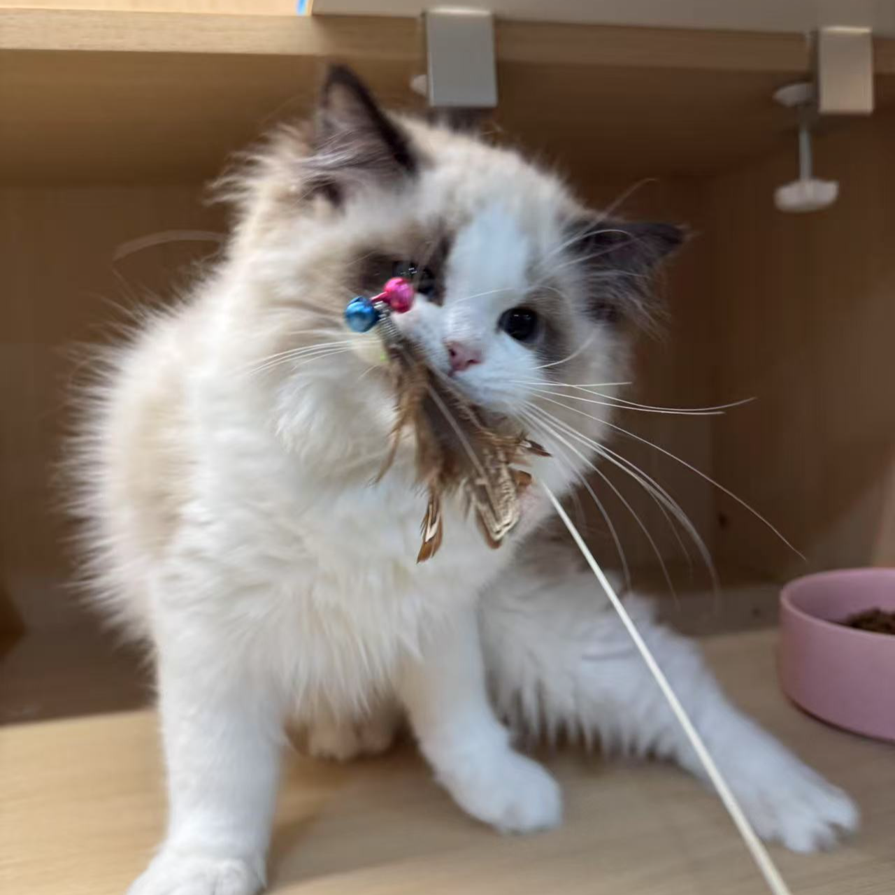 猫咪活体，拍前截图，一物一拍