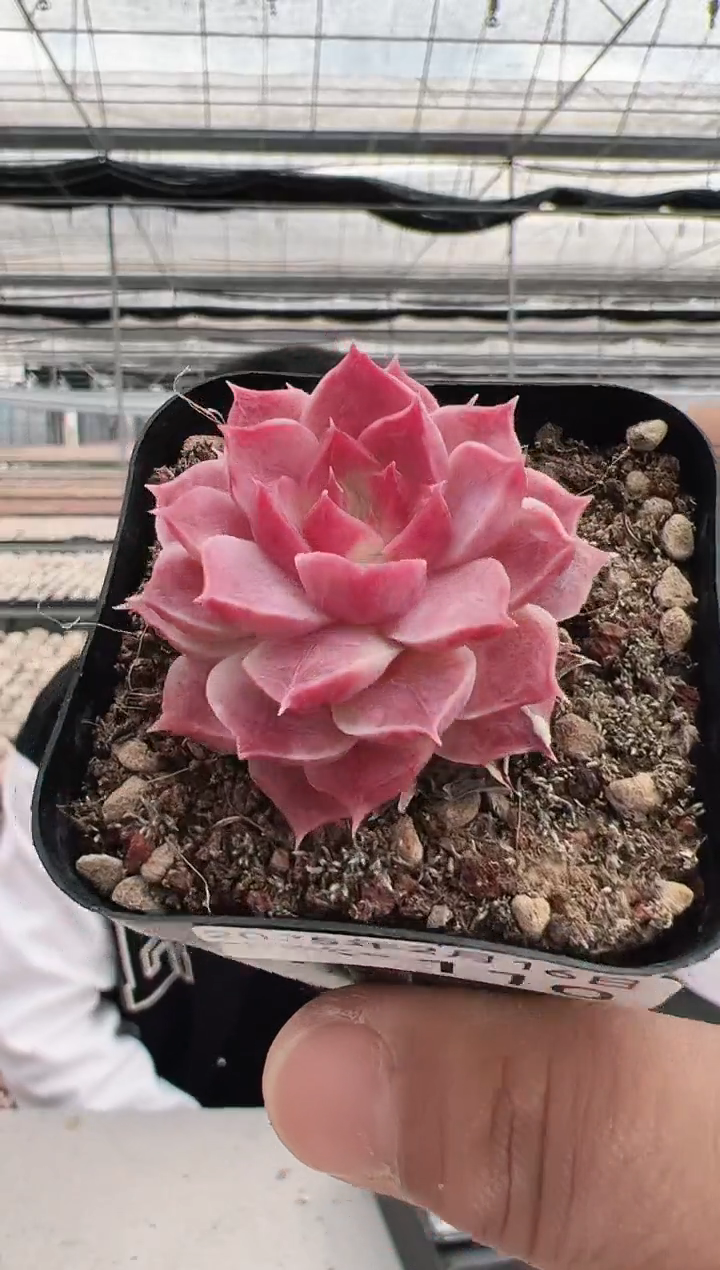 【闪购商品】新款多肉-110