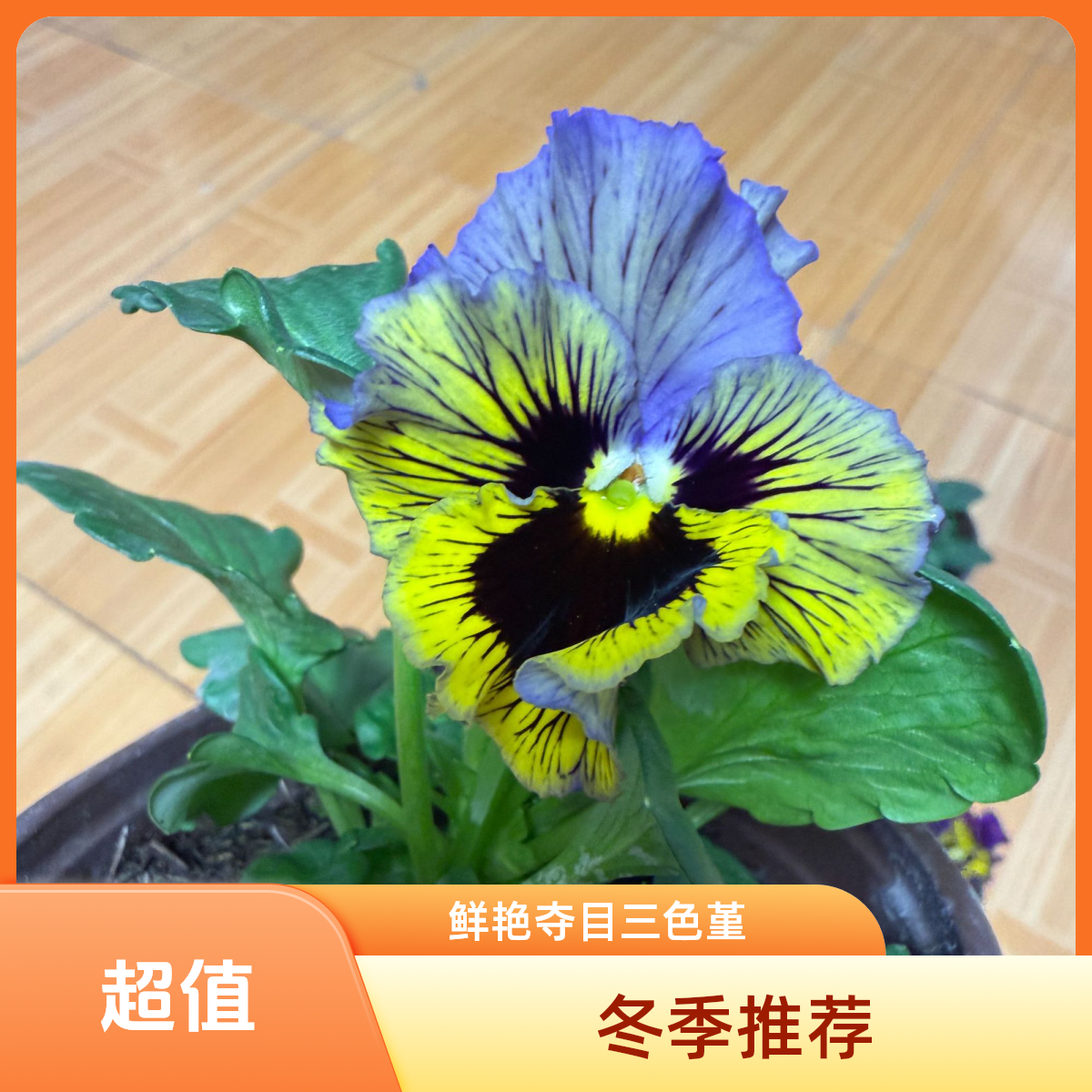 角堇三色堇带花盆栽适合庭院阳台栽种开花耐寒冬季多色便宜包邮