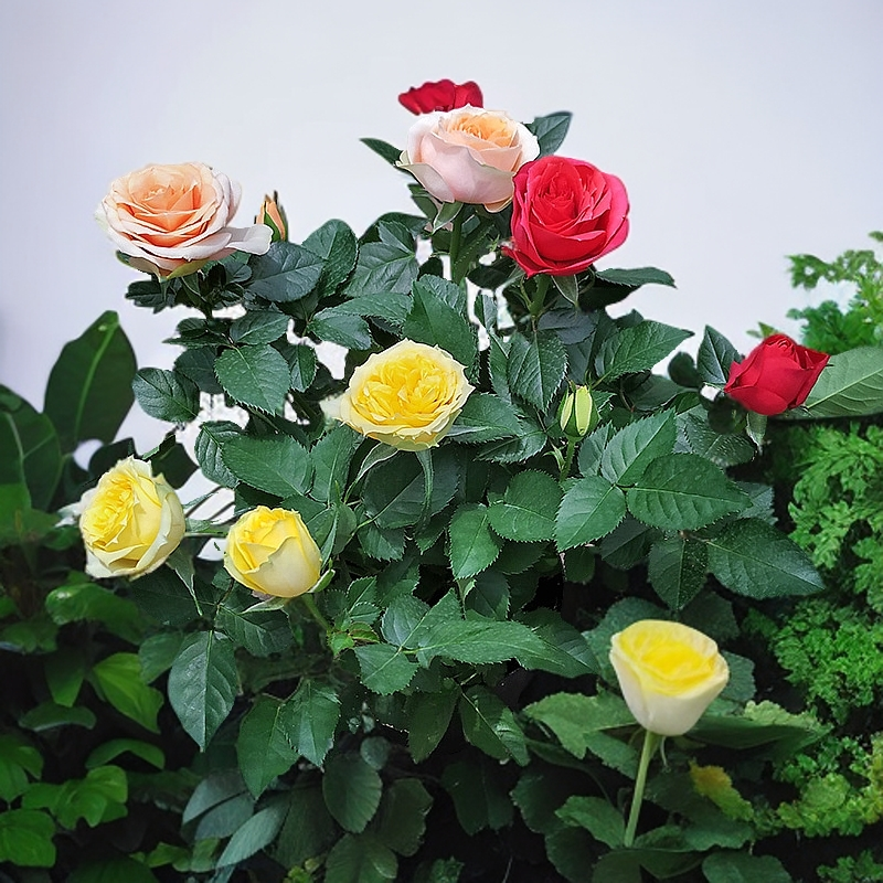 精品玫瑰盆栽苗含盆带花苞好养易活