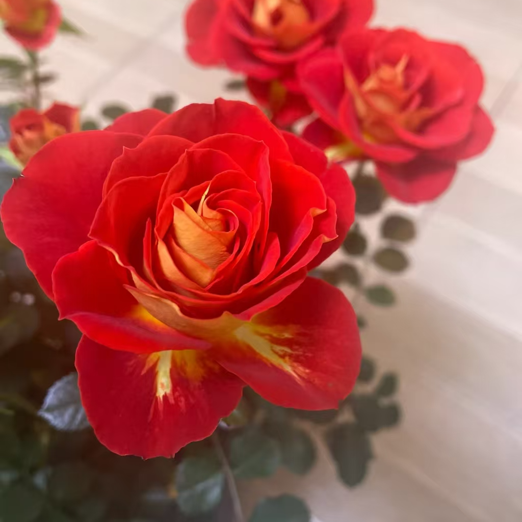 二乔大苗  丰花月季