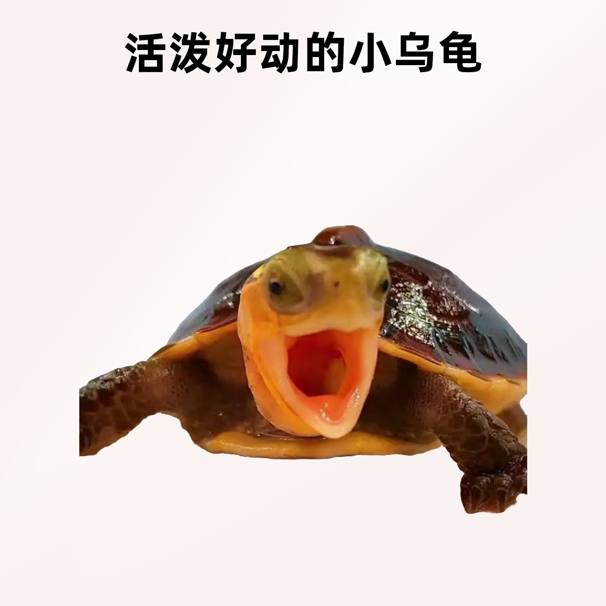 黄缘龟观赏龟宠物龟合法人工养殖黄缘闭壳龟