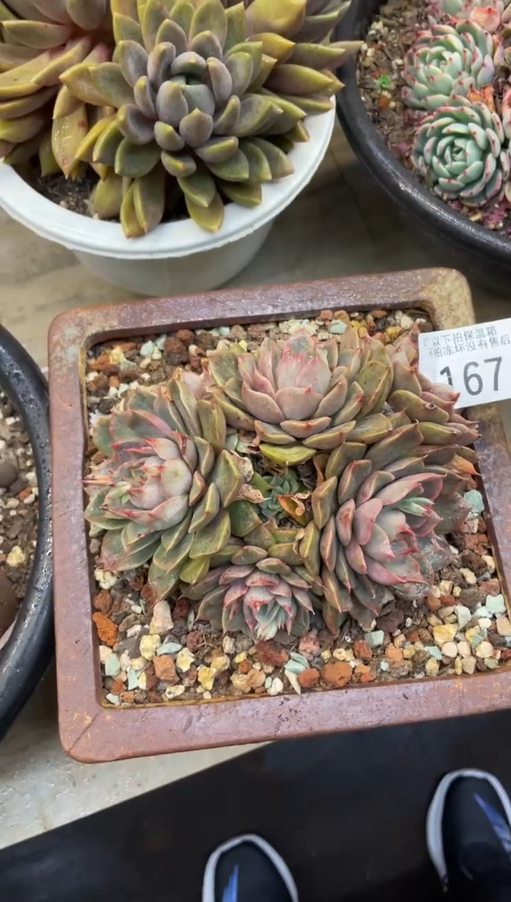 【闪购商品】167玫瑰夫人