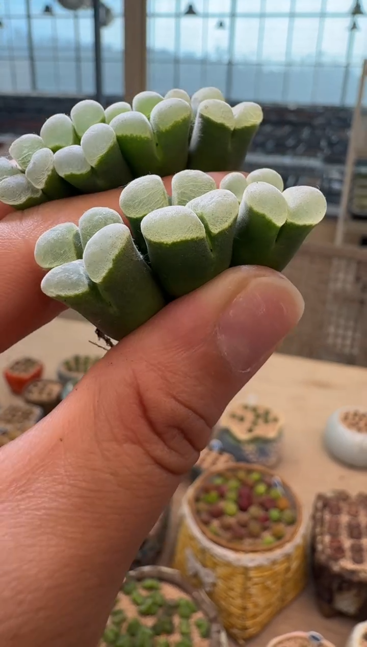 3-62多肉植物肉锥墨绿体白窗双头一颗