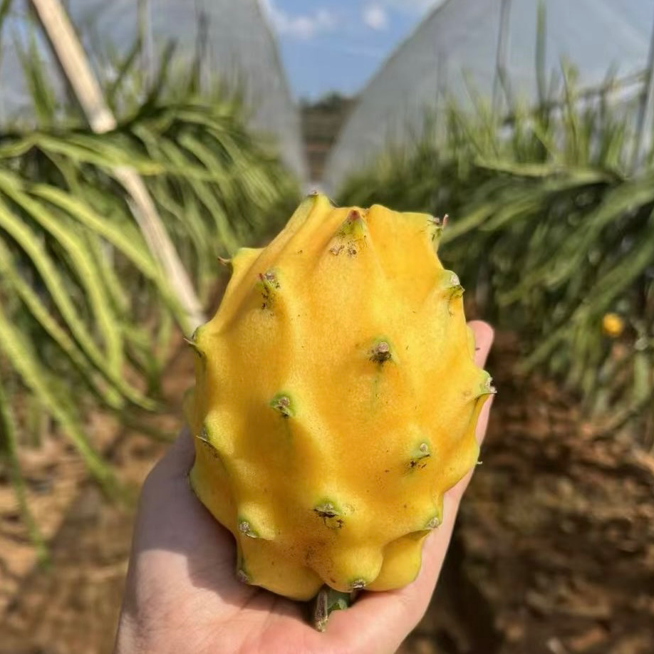 云南西双版纳新鲜采摘燕窝麒麟果热带水果香甜多汁纯甜