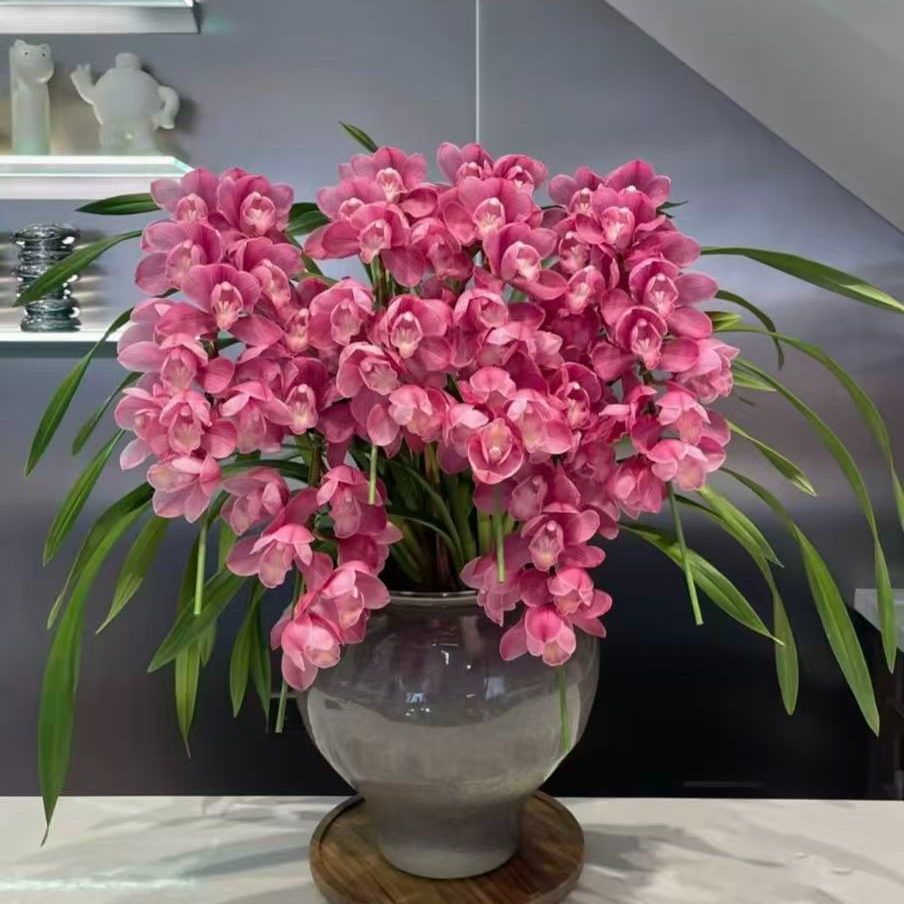 {福神}室内好养带香味大花蕙兰盆栽高端精品花卉