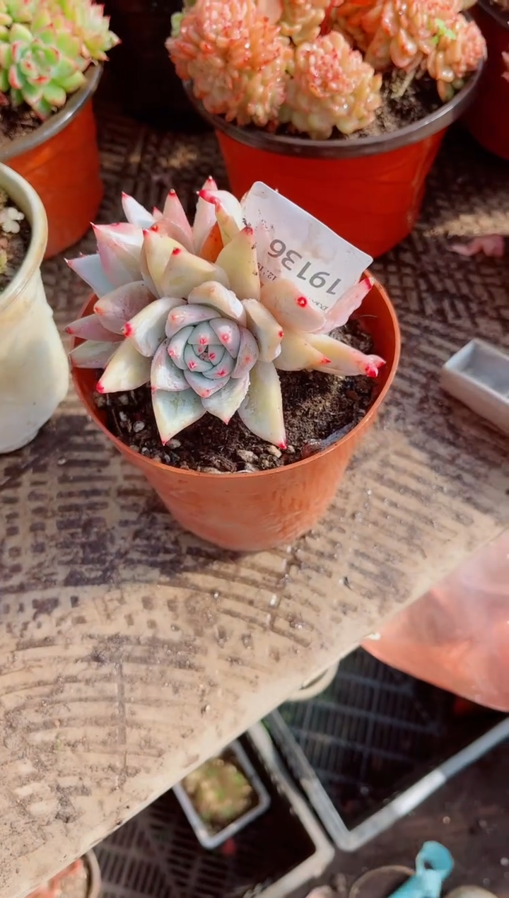 可****看跃跃精品多肉19136