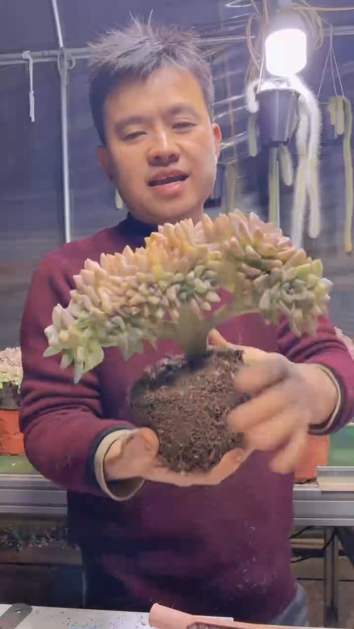 197淡雪缀化一物一拍