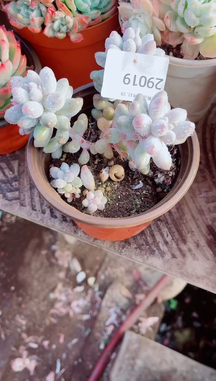 开*跃跃精品多肉29019