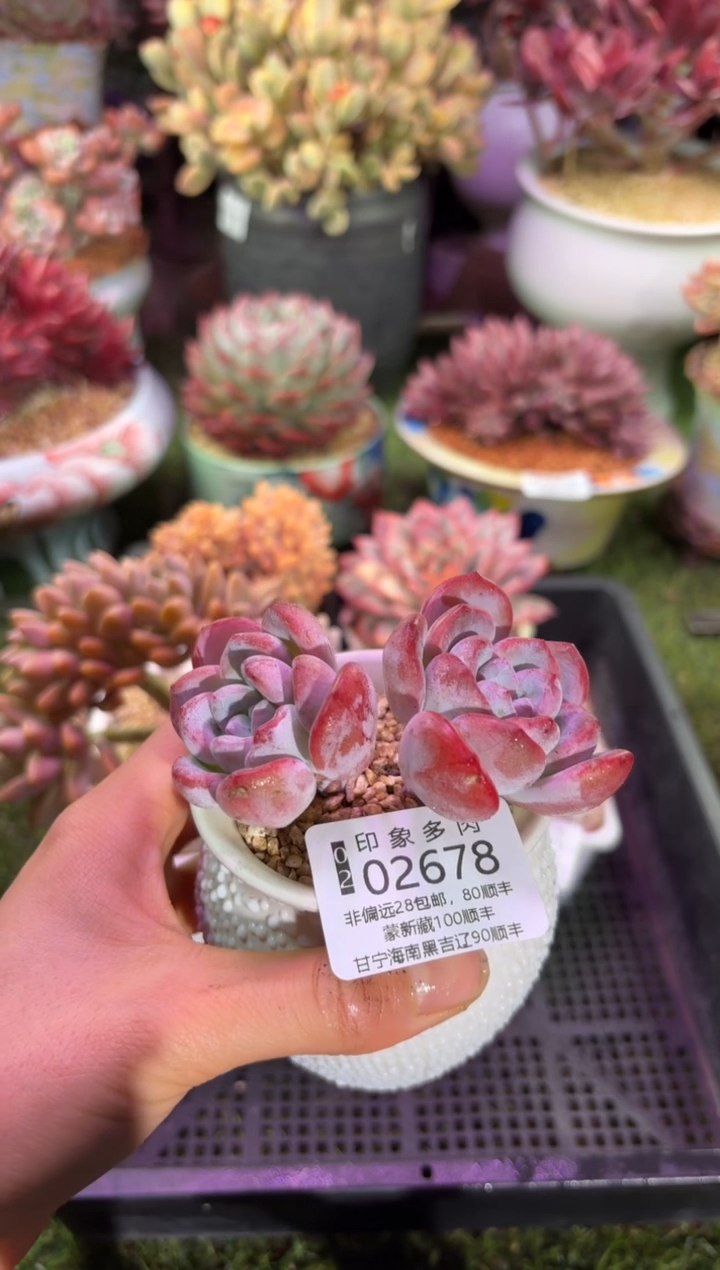 【闪购商品】02678