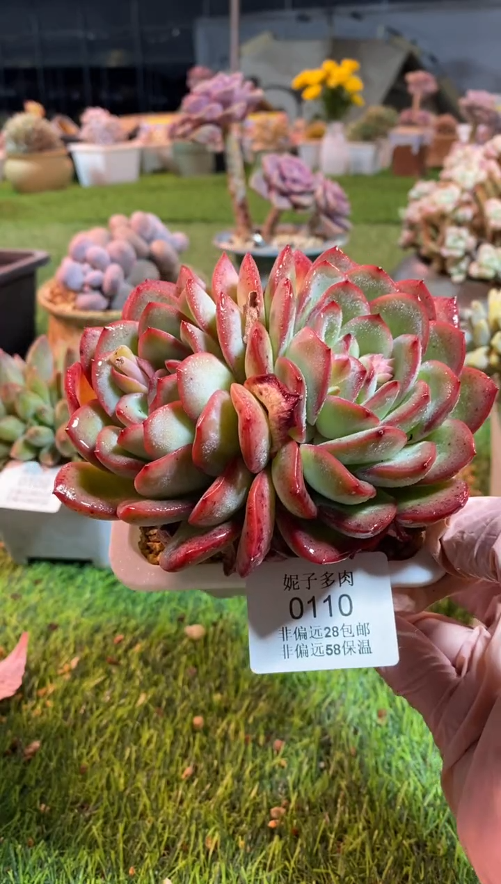 【闪购商品】0110a