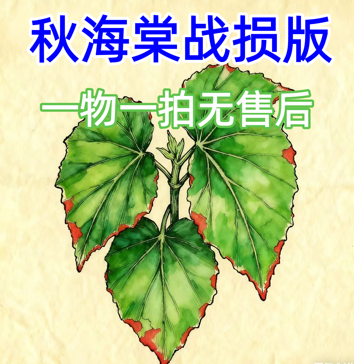 秋海棠战损版  一物一拍 无售后