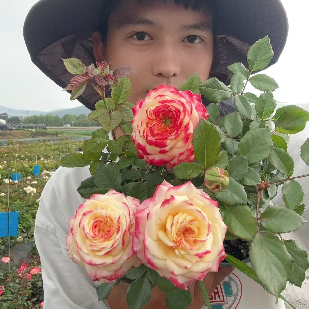 落霞 2025超新品月季花瓣厚初开黄色花色渐变露天养护基地直发