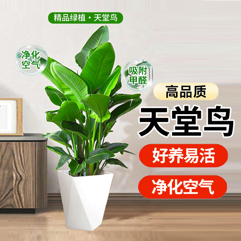 【80-1米】天堂鸟鹤望兰大型懒人绿植室内好养净化空气