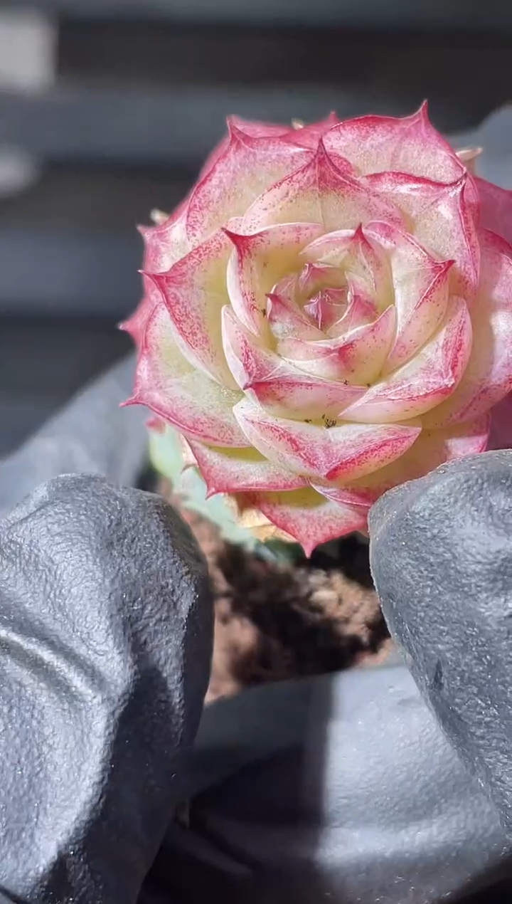 27-14 女妖女王群3-4厘米不包整散量拍发一颗