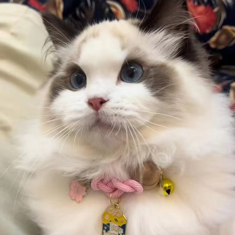 新脸版布偶猫咪活体
