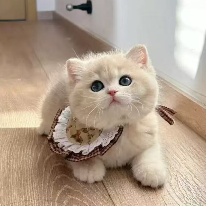 婧婧（全品）缅因美短蓝金金渐层布偶