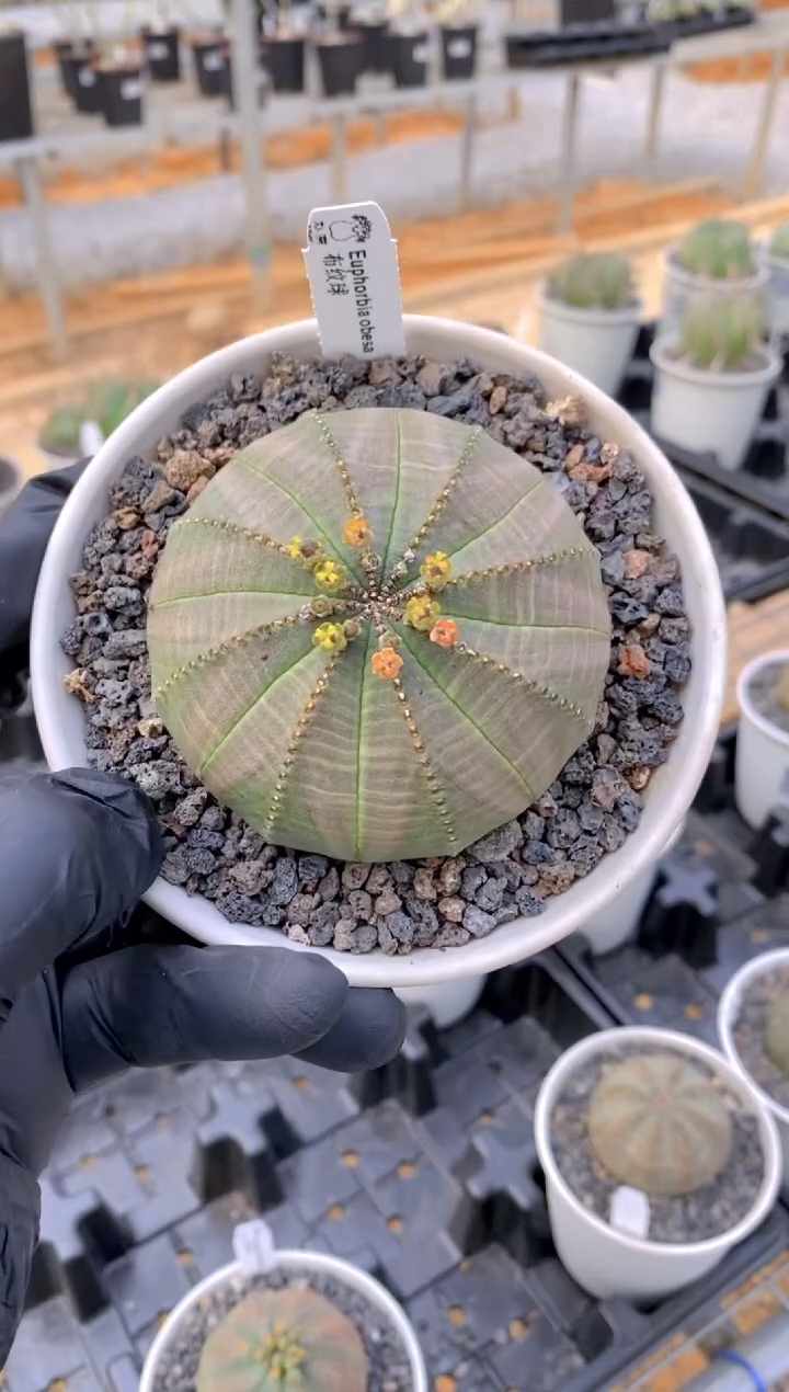 【闪购商品】布纹球FB-51