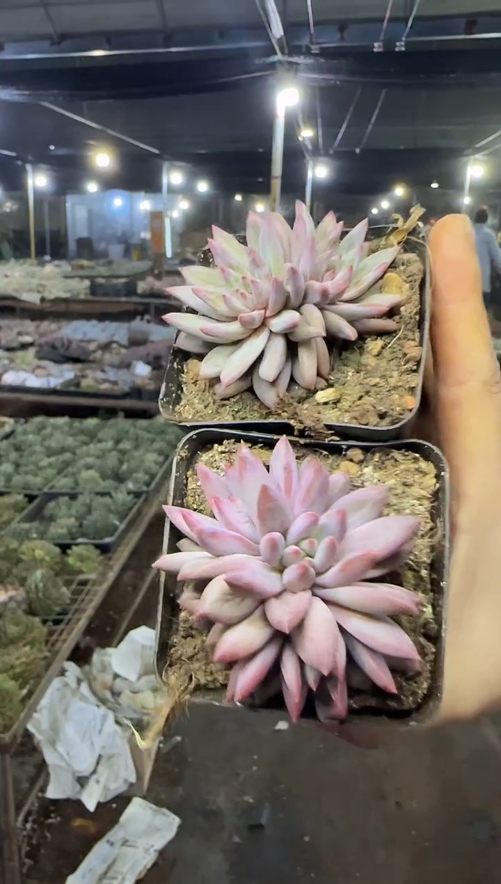 7方盆羽毛虞2颗带盆土3.99 